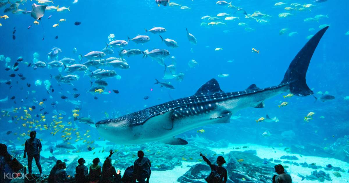 Aquarium Admission in Atlanta